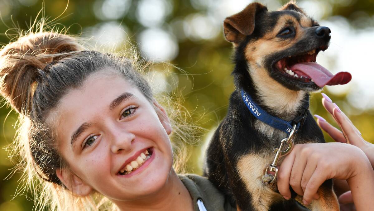 MINI MUTTS: Maddy Soles, aged 11, from Tamworth, with her dog Angel ready to race. 220516BSA13