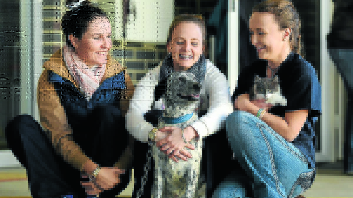 HANDS-ON EXPERIENCE: TAFE students Renata Rose, Emily Hannan, with Lilly, and Natalie Gaunt, with Louie the kitten, in between practising their microchipping skills. Photo: Gareth Gardner 110516GGD03