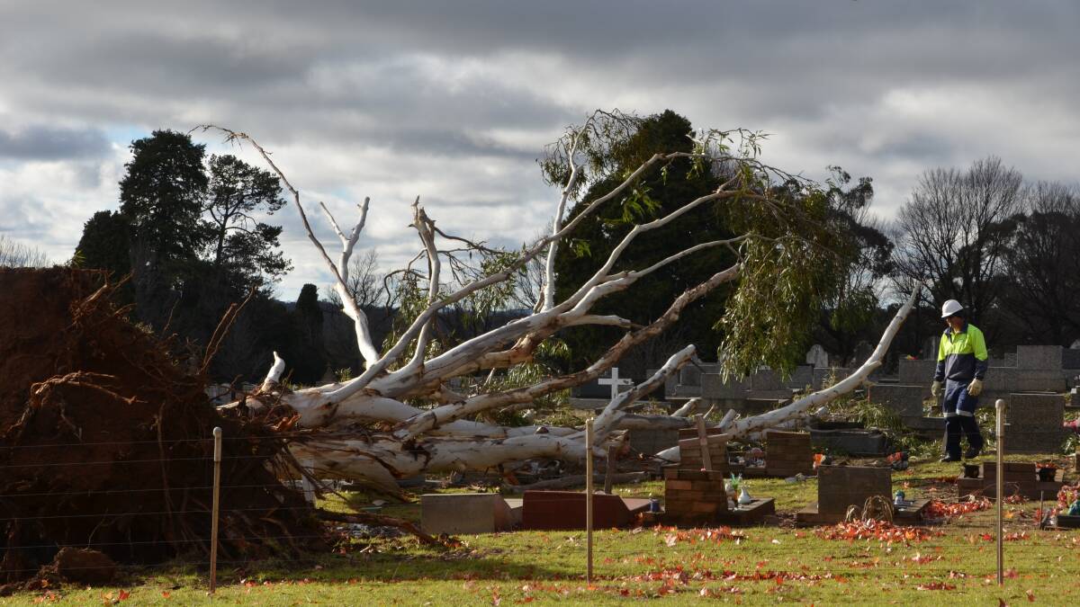 RIPPED AT THE ROOTS: An Armidale Regional Council worker assesses a fallen tree which crashed on to graves after Monday night’s fierce winds hit the city.