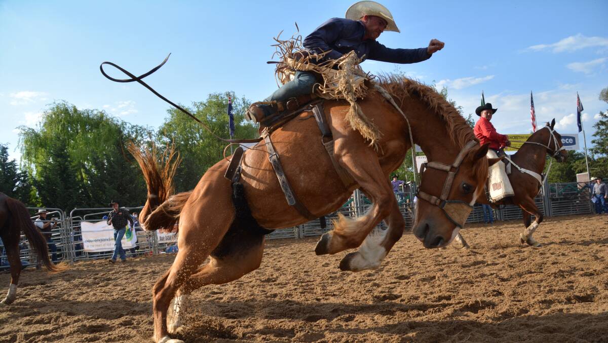 EIGHT SECONDS OF GLORY: Robert Brandy riding in the saddle bronc scored 70 points to earn third place at the Rough Stock Rodeo held as part of the Uralla Thunderbolts Festival. Photo, DARYL WHAN.
