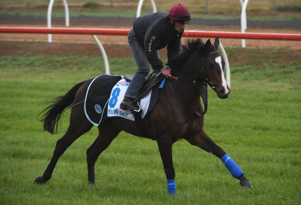 STARTER: With the announcement that New Zealand starter Mongolian Khan has been scratched, Snow Sky (pictured) could be in good stead to appear in the Melbourne Cup.