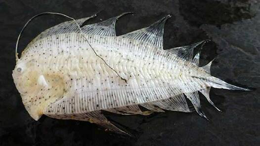 The fish found on Tathra Beach earlier this year.
