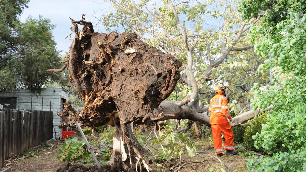 Strong winds uprooted the massive tree in Elgin Street. – Photo:The Namoi Valley Independent