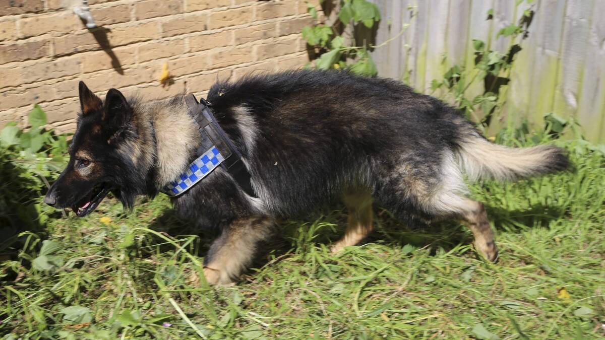 LATEST:  'trial' dog unit for Tamworth | VIDEO