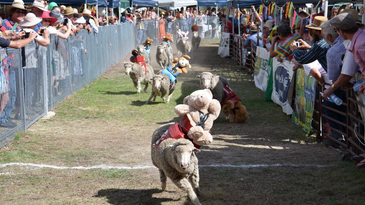 The Emmaville Sheep Races Photo:The Glen Innes Examiner.