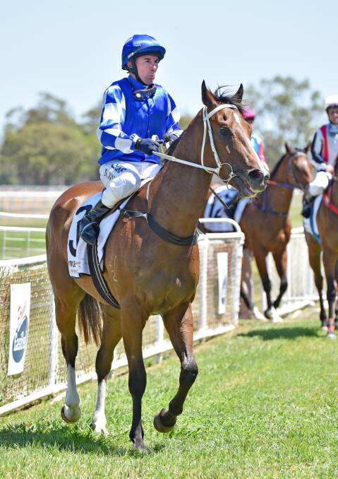 Darren Jones and the Cody Morgan-trained Art D’Amour return to scale after Jones posted a winning treble at Gunnedah recently. Tomorrow Jones and Sue Grills combine with Couperin at Grafton.  Photo: Geoff O’Neill 051215GOE04