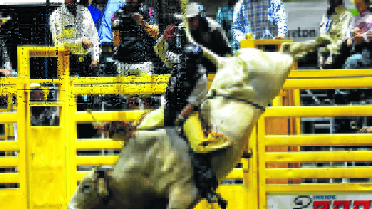 Troy Wilkinson rides Hillbilly Hook. The Upper Horton cowboy has drawn Special Force in Saturday's Penrith APRA rodeo.