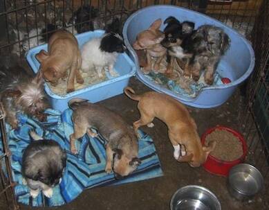 Public hearing on puppy factories