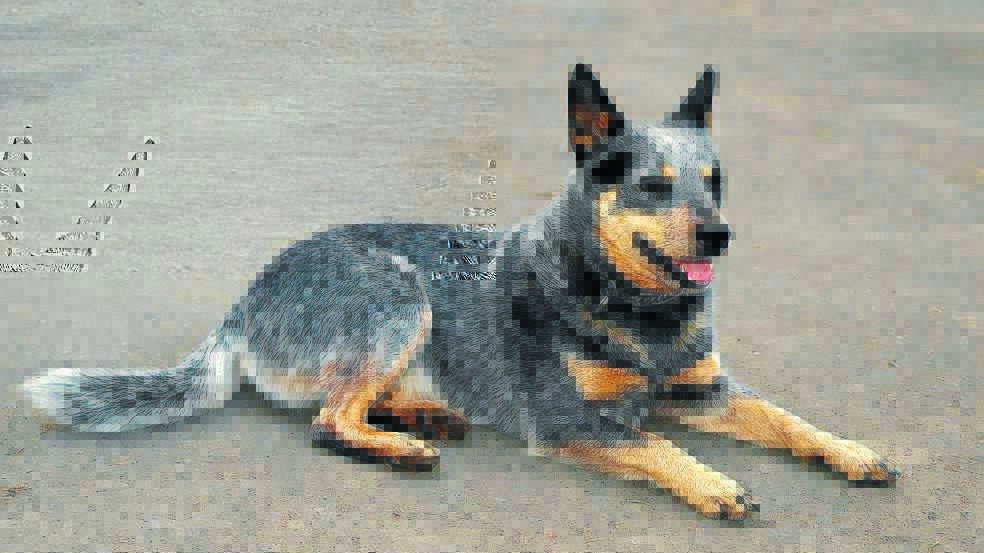 STURDY: Blue heelers used to be known as Hall's heelers, after Thomas Simpson Hall,who perfected the breed to be tough working dogs.