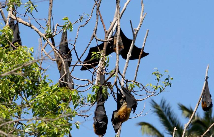 Meeting to tackle bat problems  