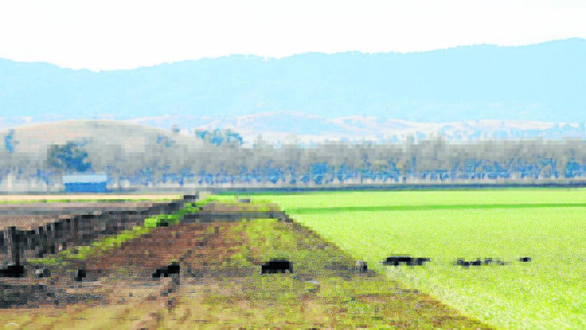 INVASIVE SPECIES: Farmers reported rampaging feral pigs smashing wheat crops across the North West after ideal breeding conditions back in 2012 . Photo: Peter Lorimer
