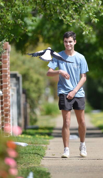 INCOMING: Sixteen-year-old Alex Stuart meets a magpie in Brisbane St, near Anzac Park, this week. Photo: Barry Smith 230915BSD21