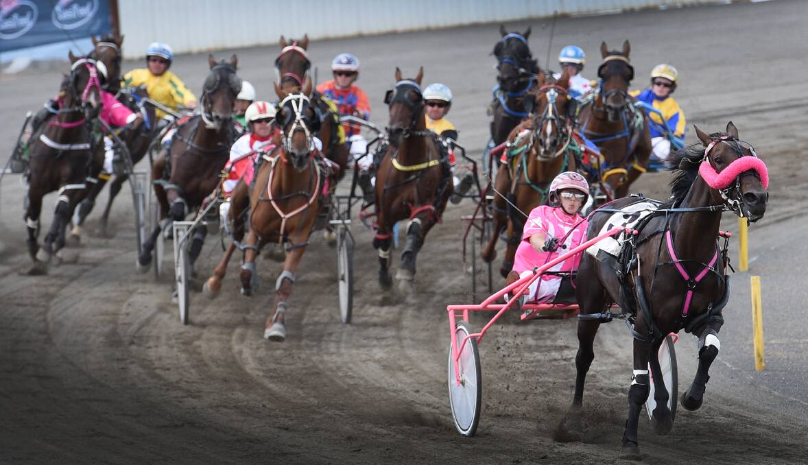 Pretty in pink – showstopping Lauren Panella and Katy Perry roar around the home turn on their way to a Pryde’s EasiFeed Golden Guitar heat win at  Tamworth Paceway yesterday. Photo: Gareth Gardner  170116GGI02