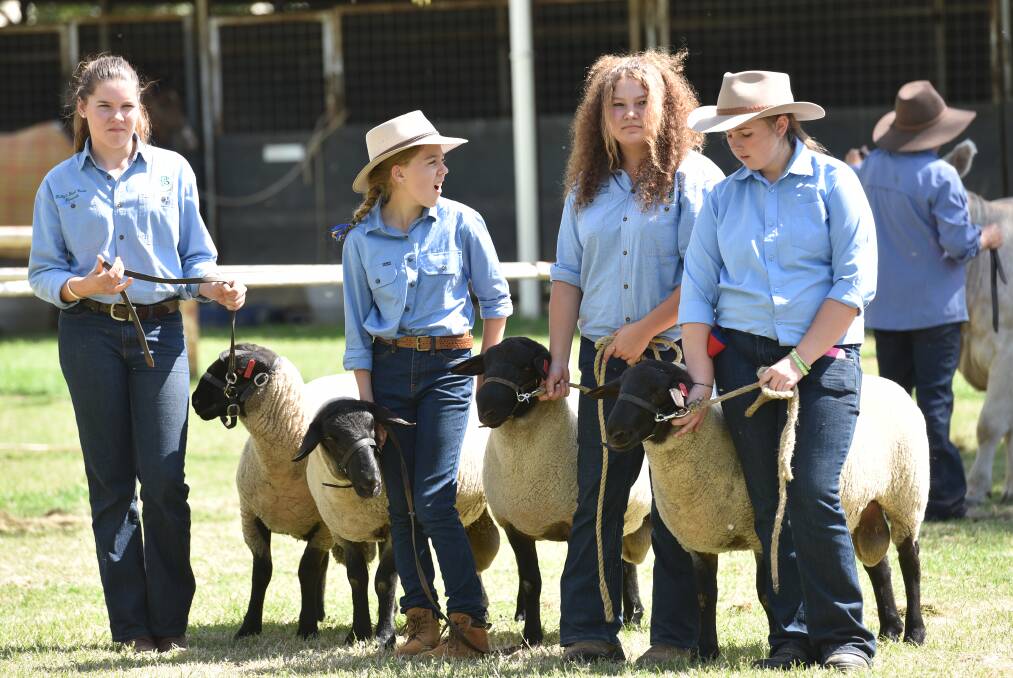 LEFT – JUNIORS WITH SHEEP: The Tamworth Show saw a huge number of juniors judging cattle, sheep, pig and fleeces. 140315GOD02