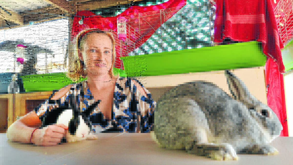 Roundup of rare rabbits in Saturday show