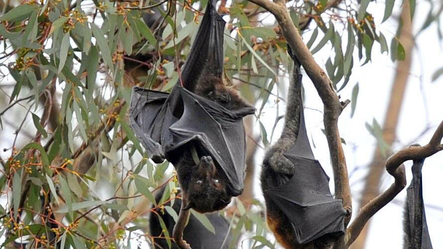 Council powers to control bats