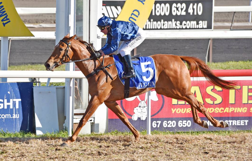 Lone Survivor was all alone past the post after blitzing a maiden field down the home straight at Tamworth yesterday with Greg Ryan on board. Photo: Geoff O’Neill 140815GOD01