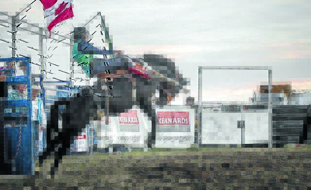 GIDDY-UP: Danny Searle in action on El Paso in the novice saddle bronc at the Reg Lindsay Rodeo.
