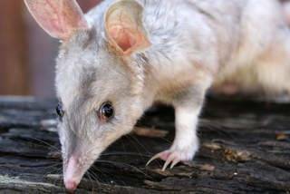 HISTORIC: Bilbies are set to make their return to the Pilliga forests. Photo: File image