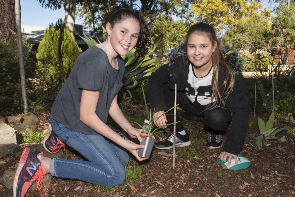 TEAM EFFORT: Chloe Clough and Charlee Maizey worked together to plant the trees. 210717PHC04