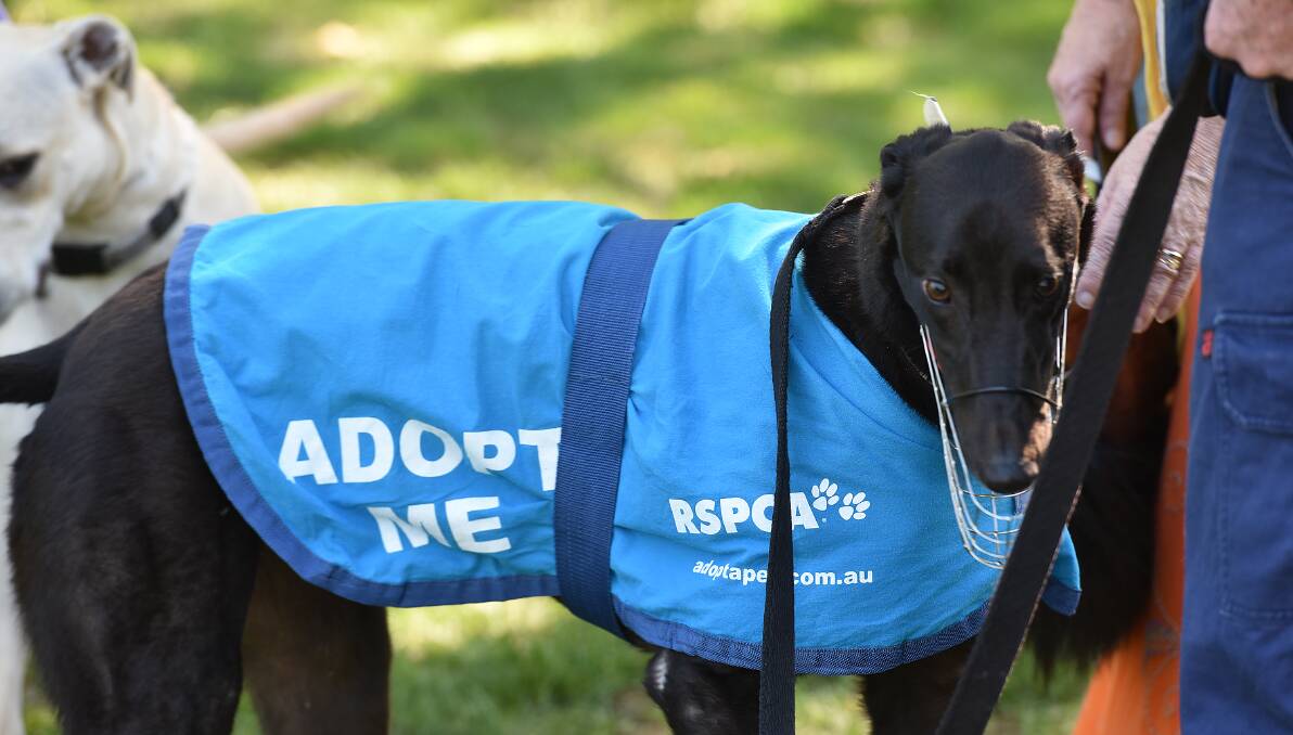 ADOPTION: Tamworth's dog gala day was also a chance to rub shoulders with dogs in need of homes. 091016GGA09