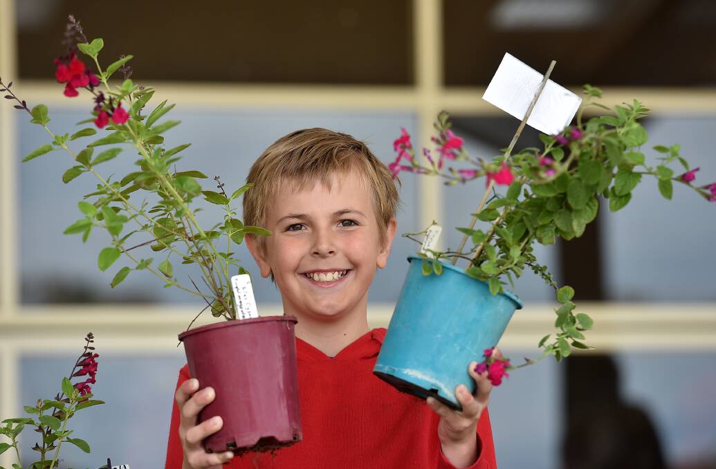 GREEN THUMB: Alex Gill,11, at the plant sale on the weekend. 081016GGA09  