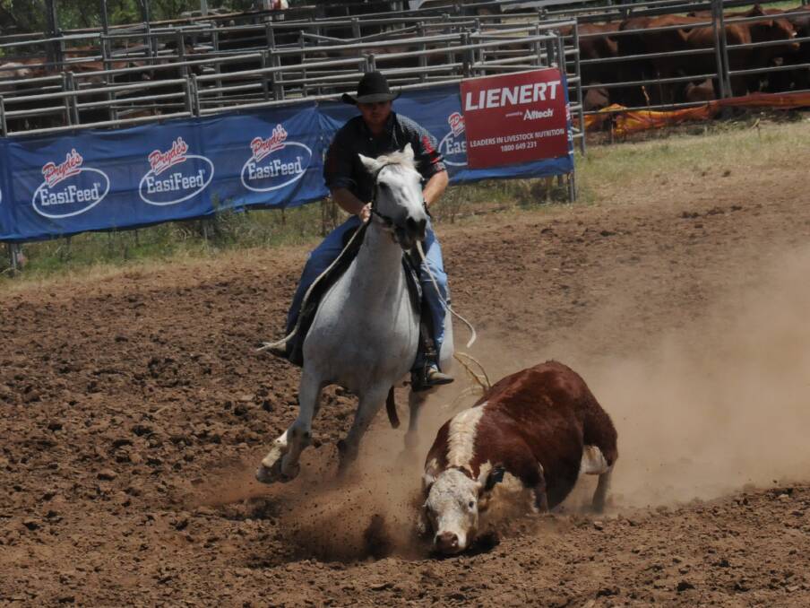 TAKING A TUMBLE: The beast falls to ground as Sam Knight rides Olara during campdrafting action at Upper Horton on Sunday.