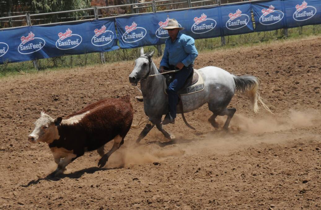 ON TRACK: Rodney McKinnon guides the beast at Sunday's campdraft at the Upper Horton Sports Ground. Photos: Liam Hauser.