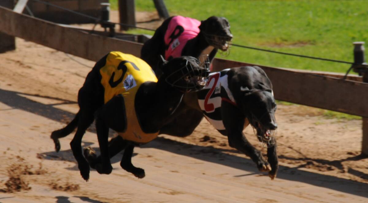 NECK AND NECK: No. 5 Poppy's Snookie won by a head while No. 2 Evie's Best was relegated to the runner-up position in the penultimate greyhound race at Gunnedah on Saturday.