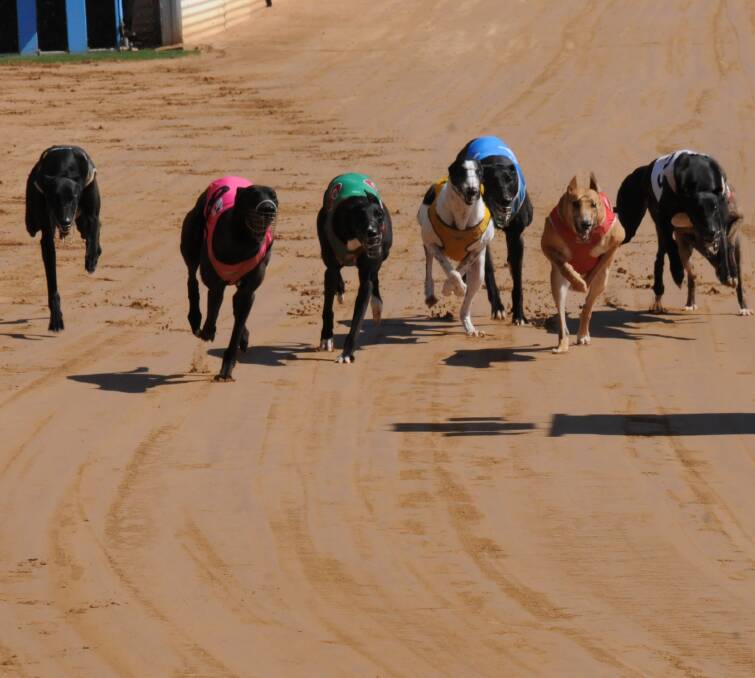 AND THEY'RE OFF: This pack of greyhounds jumps out of the blocks in the sixth race of the day at the Gunnedah Greyhound Racing Track on Saturday.