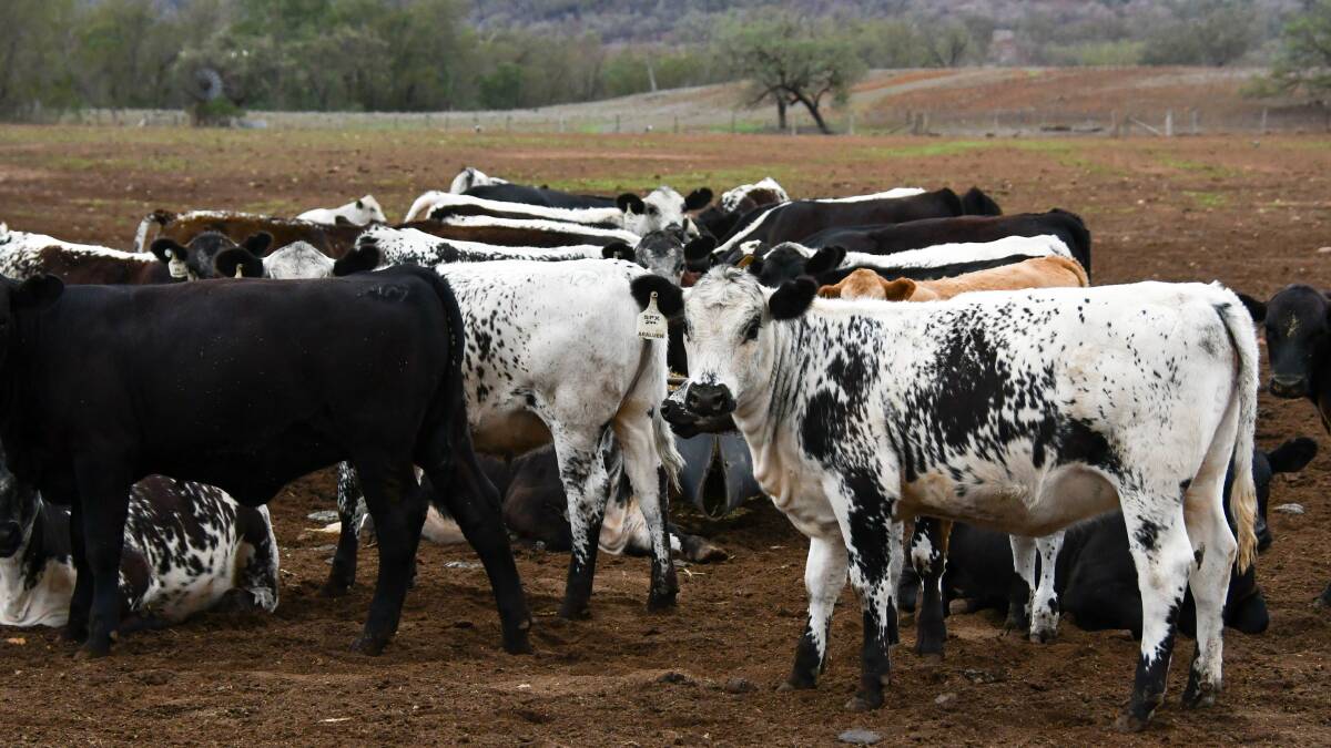 Rain helps cattle punt pay off