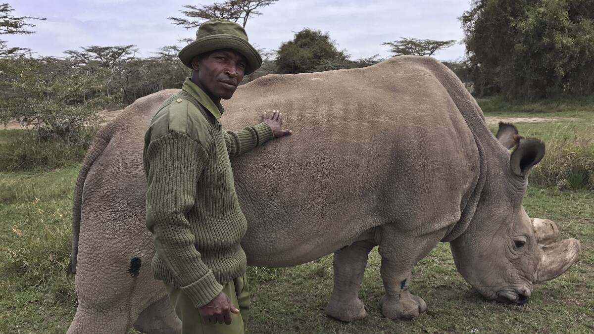 Now extinct: Joseph Wachira comforts Sudan, a northern white rhino, moments before he died.
