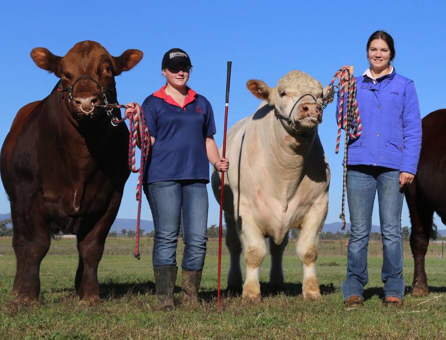 Calrossy’s Cattle Team are preparing for the Shorthorn Bull Sale in Dubbo in two weeks. Sarah Smith, left, and Jacinta Cooper helped pamper and prepare the school’s Kamilaroi Shorthorn bulls for a photo shoot for the sale brochure. 