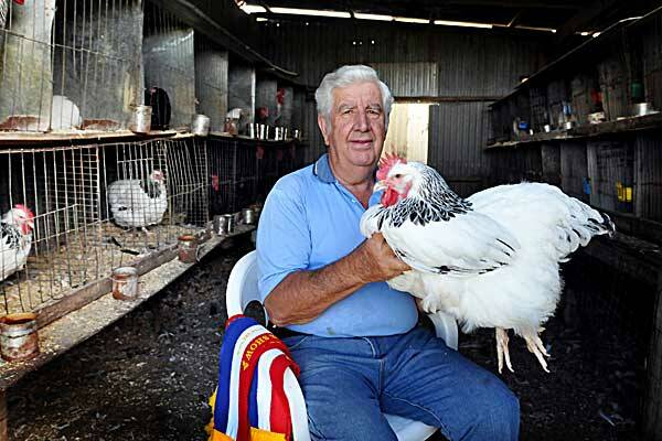 PASSION FOR POULTRY: Peter Smith won multiple ribbons at the Sydney Royal Easter Show this year, adding to his impressive collection. He’s pictured with a Sussex hen that stood out among 3000 birds entered in the poultry section. Photo: Geoff O’Neill 200412GOA01