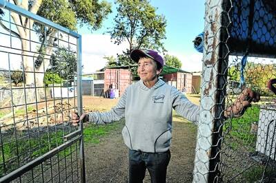 RETIRING: Jean Medlock is closing her Kootingal animal refuge after six years.  Photo: Barry Smith  080612BSE01