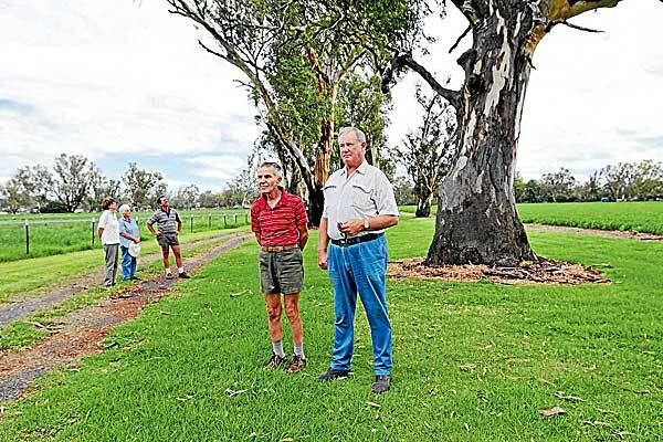 IMPORTANT: Theo Madirazza and Barry John, front, with Margaret John and Carmel and Joseph Madirazza, don’t want to see 10 old river red gums felled to make way for a road. Photo: Geoff O’Neill 060312GOA02