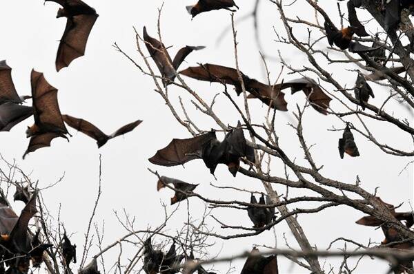 Flying foxes take over King George Avenue Photo: Geoff O'Neill