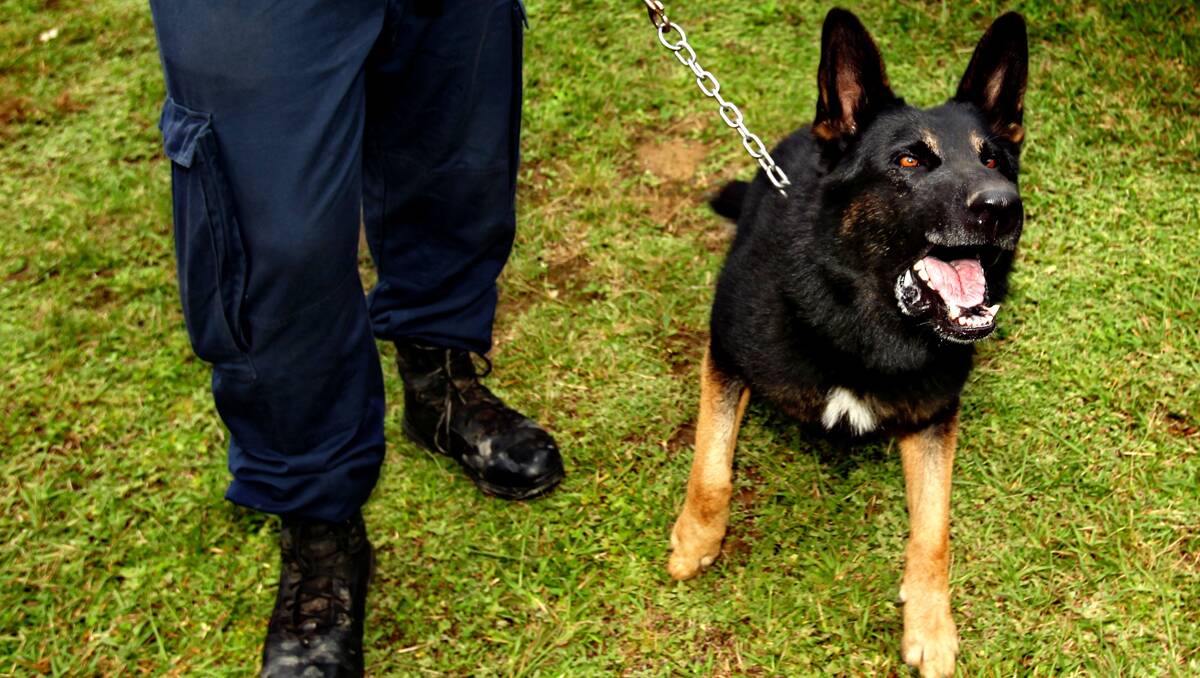 A POLICE dog has been responsible for the arrest of two young offenders in Tamworth this morning after they broke into a Goonoo Goonoo Rd motel room. Photo: Fairfax