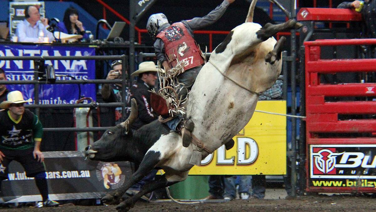 ELECTRIC: Suicidal is the bull to watch at tonight’s PBR event at AELEC. Photo: PBR