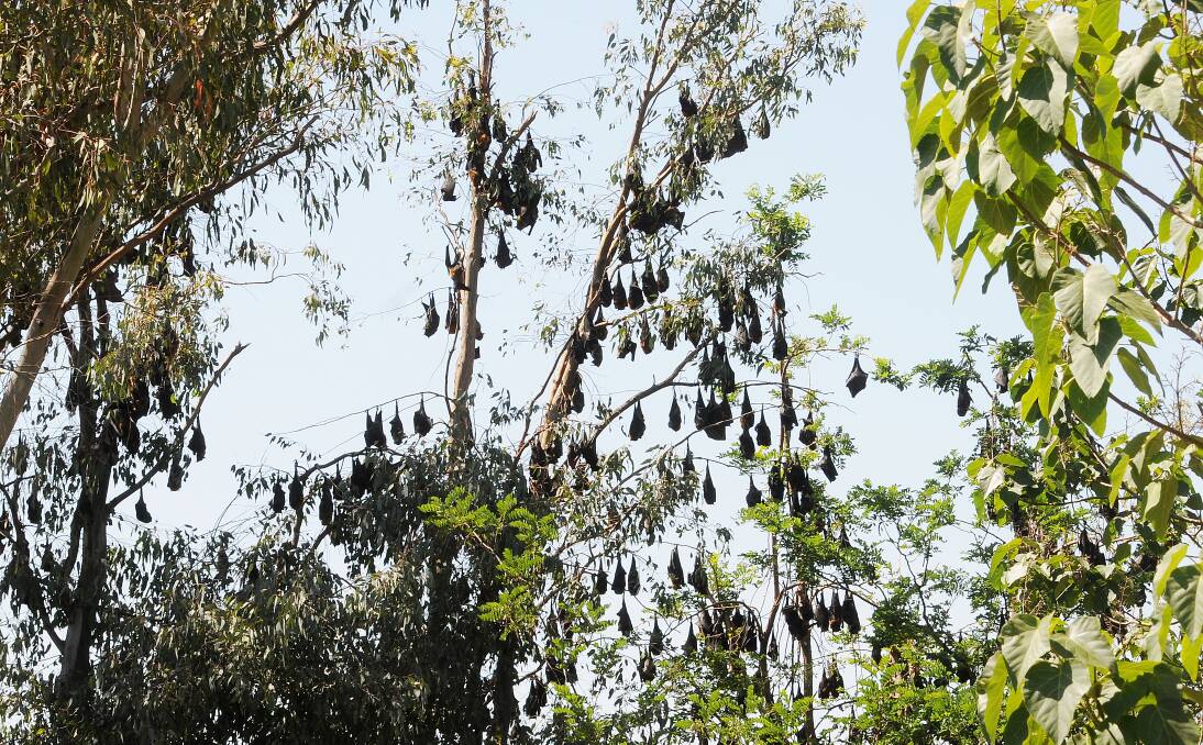 WATER WORRIES: An Inverell couple can't use their rainwater because it may be contaminated by dropping from flying foxes.