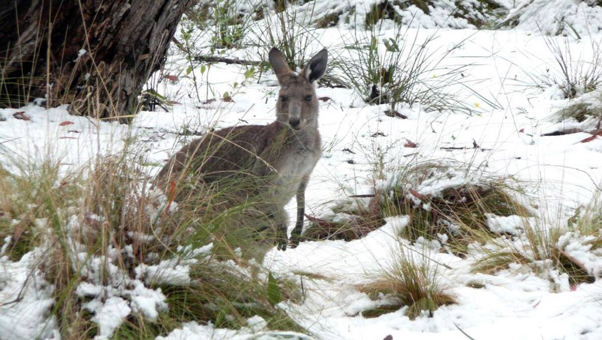 A kangaroo among the 30cm snow drifts in Mount Kaputar National Park. Photo: Darren Pitt