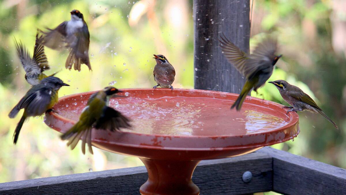 WATER REMINDER: Bird organisations are encouraging people to be mindful of our feathered friends during heatwaves,and suggest filling birdbaths for the likes of these yellow-faced honeyeaters. Photo: Peter Firminger