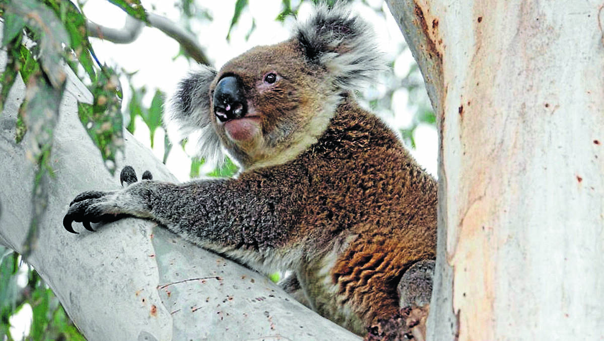 Koala care: A workshop in Moree will assist in the rehab of these marsupials.