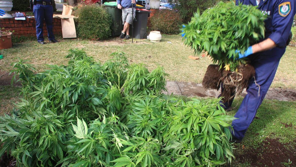 Police have seized almost $7 million worth of cannabis in the New England area during the first group of raids in the 2012-2013 Cannabis Eradication Program.  Photo: Fairfax