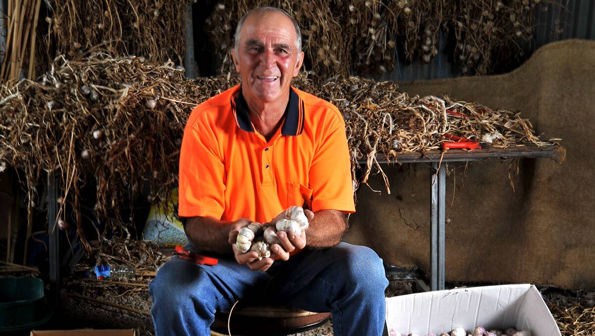 HANDLING LARGE ORDERS: Roy Cody with his garlic.  Photo: Barry Smith  010213BSC04
