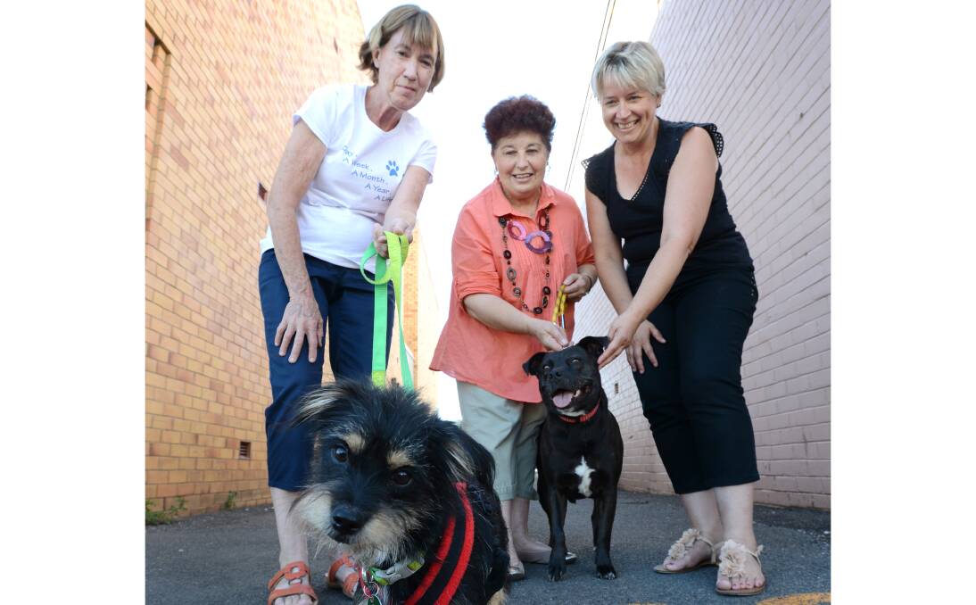 DOG DON’TS: RSPCA local executives from left Alison Richmond, Colleen Bannister and Marie Fenn are singing from the same songbook when it comes to making dogs walk the festival roads in a heatwave. Basil and Luci agree it's no place for a hounddog. Photo: Barry Smith 150114BSI01 