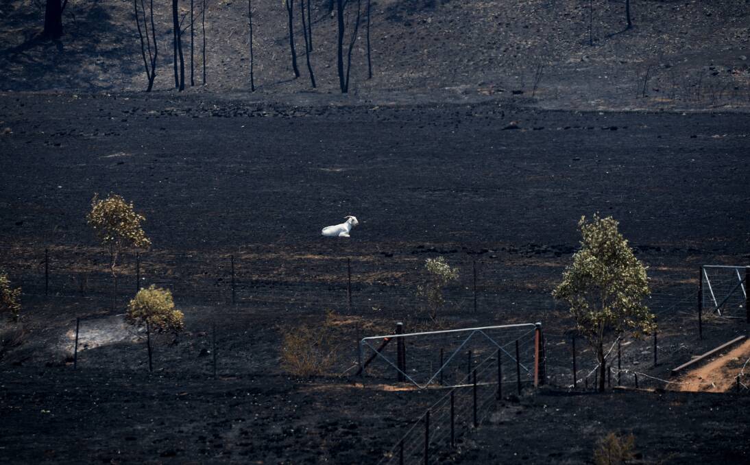 Animals are still dying a year after the devastating Coonabarabran bushfire as the first submissions to the upper house inquiry make more damning allegations against the National Parks and Wildlife Service.
