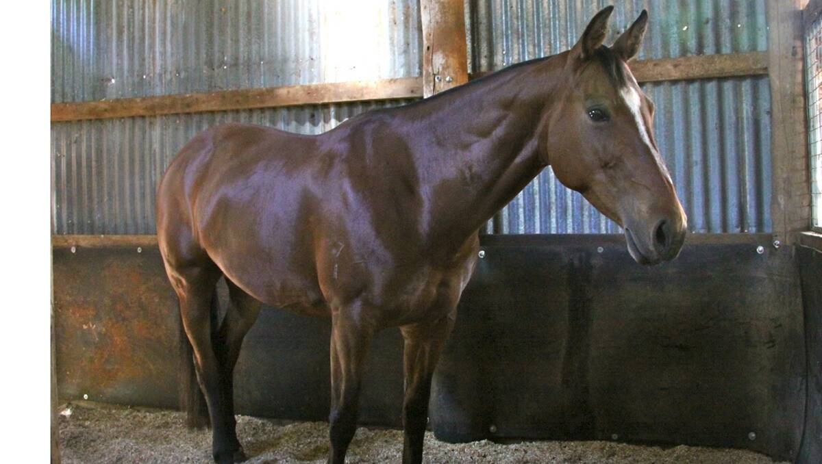 STOLEN: Palmers Cool Special is a champion mare taken from a paddock near Quirindi a  fortnight ago.