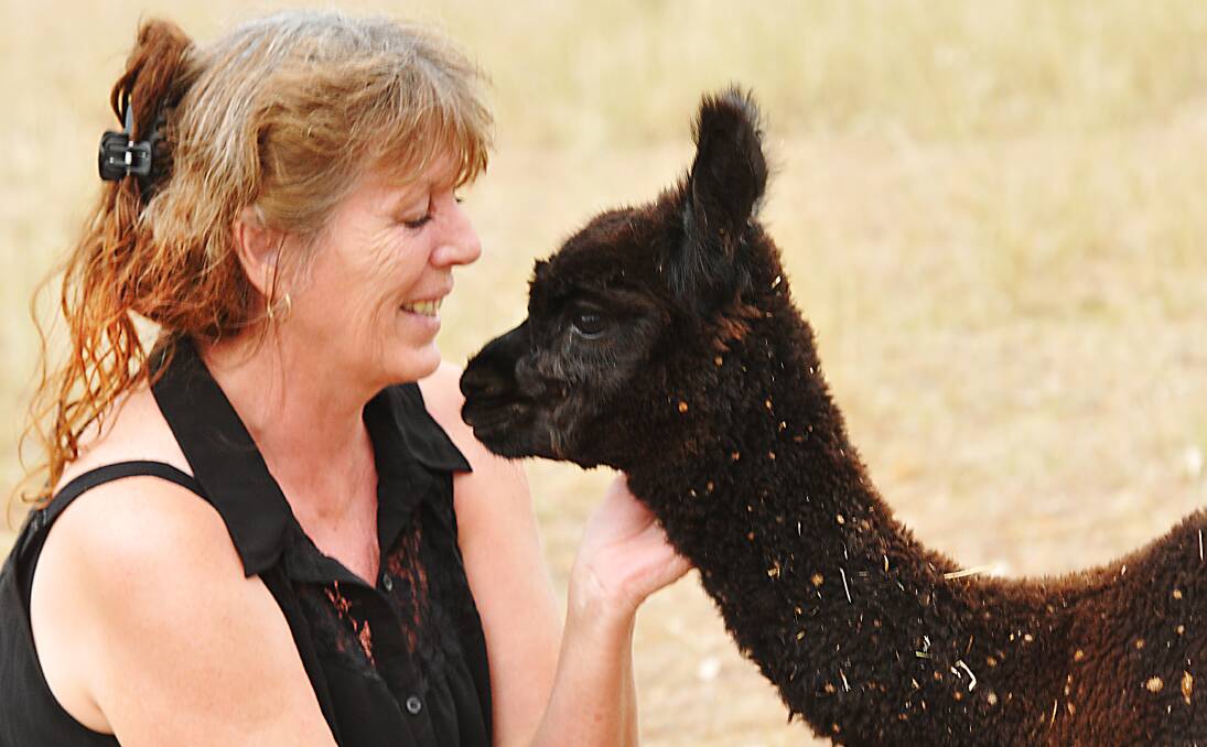 ANIMAL ATTRACTION: Duri alpaca breeder Di Sanderson is surprised the Tamworth region has emerged as the most ‘alpaca curious’ place in Australia, based on Yellow Pages searches for 2013. Photo: Geoff O’Neill 090114GOC01