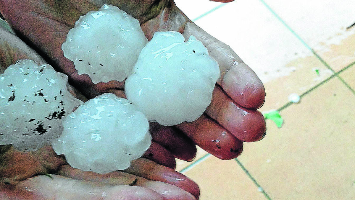 Cricketball sized? You be the judge. These images of hailstones that fell in South Tamworth resident Mel Salvestrin’s backyard were some of the largest hailstones seen after Monday’s freak storm.